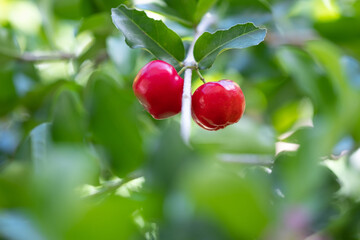 Acerola cherry of thailand on three. Select  focus, Barbados cherry, Malpighia emarginata, high vitamin . Acerola fruit.