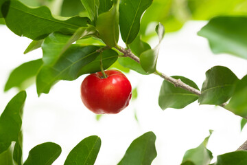 Acerola cherry of thailand on three. Select  focus, Barbados cherry, Malpighia emarginata, high vitamin . Acerola fruit.