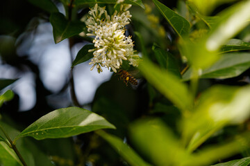 Biene sammelt Honig und Pollen 