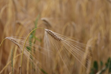 Golden ear of rye in the field