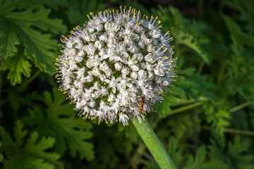 Onion flower close-up with hoverfly