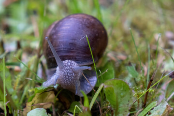 snail on the grass