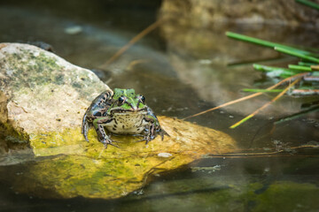 frog in the pond