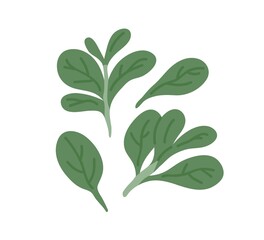 Fresh corn salad leaves. Lamb lettuce herbs. Organic green common cornsalad. Leaf vegetable composition. Flat vector illustration of raw doucette isolated on white background