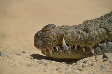 Alligator Krokodil Maul