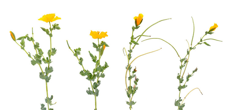 Glaucium flavum, the yellow horned poppy, yellow hornpoppy or sea poppy. Isolated on white background