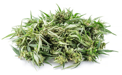 Raceme tops of cannabis plant isolated on white background. Close up.