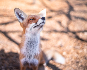 Red fox face close up. Blurred autumn nature at the background.