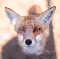 Red fox face close up. Blurred autumn nature at the background.