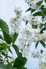 Blooming jasmine shrub. Tender jasmine flowers between green leaves close-up.