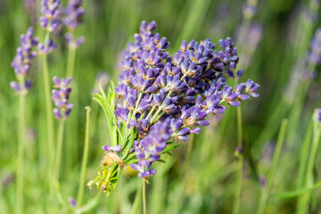 Bunch of fresh lavandula in man's hand. Field of young lavender flowering plants at the background.