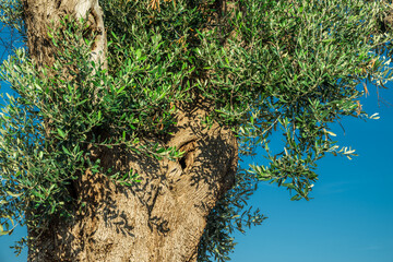 Mediterranean olive plantation and an old olive tree in the foreground.