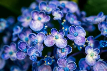 Gordijnen A closeup shot of a lacecap hydrangea flower. © Alvin Yoshikawa