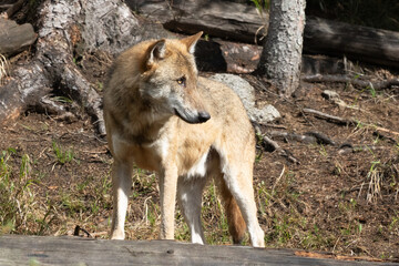 Fototapeta premium Lone wolf running in autumn forest Czech Republic