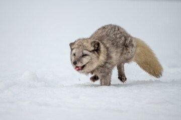 Beautiful arctic fox, standing on a hill in the snow, winter, Canada