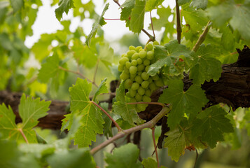 Closeup of white grape vine