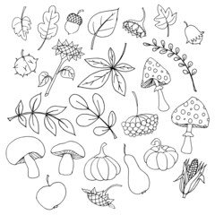 Autumn monochrome doodle set. Outline sketch of leaves, pumpkin, apple, pear, macrumors, nuts, sunflowers