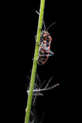 Orange bug is clambing on green branch, on black background.