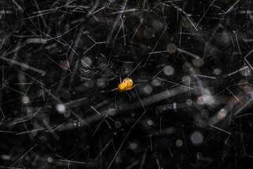Yellow spider sleeps among spider web.