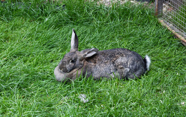 Grey rabbit on the grass