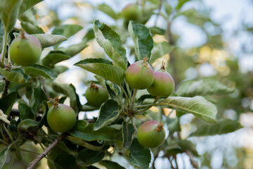 unripe apple tree. Selective Focus Fruits.