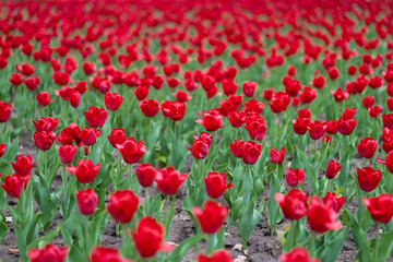 Red tulip flowers background outdoor