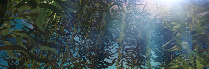 kelp forest, giant brown algae seaweed, background banner