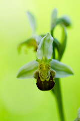 Orchid Ophrys apifera closeup with green bokeh