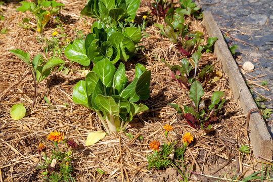 Au potager - rang de bettes et betteraves entour&eacute; de paillage