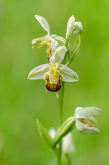 Orchid Ophrys apifera closeup with green bokeh