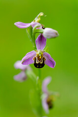 Orchid Ophrys apifera closeup with green bokeh
