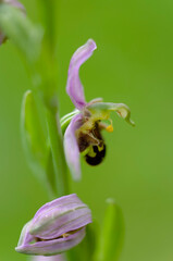 Orchid Ophrys apifera closeup with green bokeh