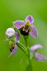 Orchid Ophrys apifera closeup with green bokeh