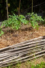 Foto op Canvas Au potager - jeunes plants de tomates entourés de paillage, sur une butte de permaculture avec un plessis de bambous © Olivier-Tuffé