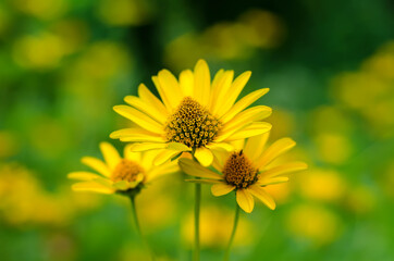 helianthus tuberosus