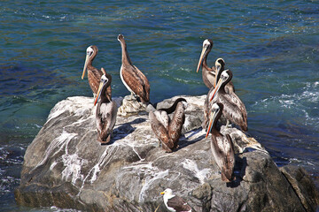 Pelicans on rocks in Zapallar village, Chile