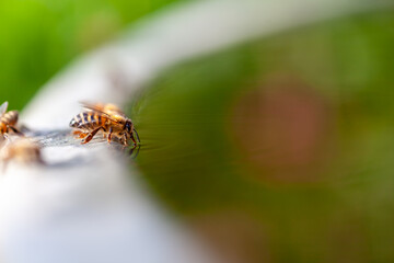 Abeille buvant de l'eau posée sur le bord d'un bassin