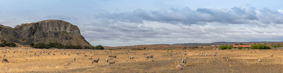 Flock of sheep on pasture north of Punta Arenas, Patagonia, Chile