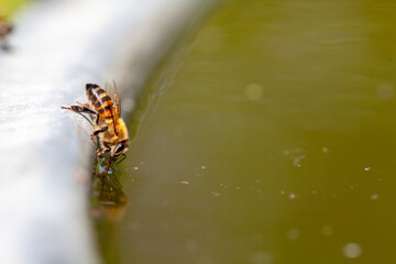 Abeille buvant de l'eau posée sur le bord d'un bassin