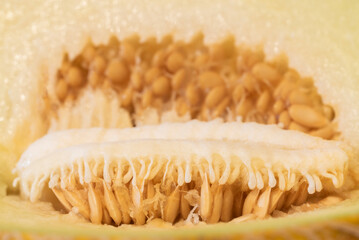 Macro image of sliced melon fruit. Melon seeds. Front view.