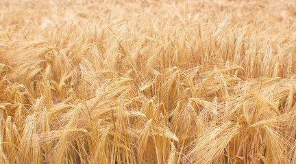 Wheat field crops. Golden wheat ears or barley harvest background. Wheat grain field farm - ripe grains, bran, agro. Organic food concept. Rural landscape, yellow rye straw grows in summer.