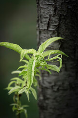 Young peach sprout near mature trunk