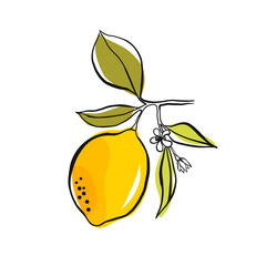 Yellow lemon on a branch with green leaves. Hand drawing with ink and stains. Simple doodle of a lemon isolated on a white background. Fruit summer element for design