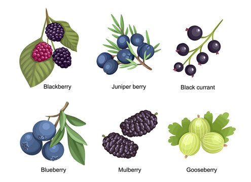 Set Summer Garden and Wild Berries Blackberry, Juniper Berry, Black Currant and Blueberry with Mulberry and Gooseberry