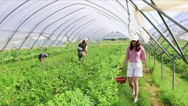 woman gather strawberry in greenhouse summertime