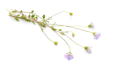 Scabiosa, pincushion flowers. Isolated on white background