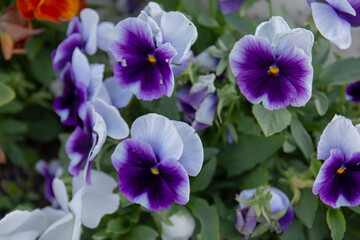 Fototapeta na wymiar pansies or viola flower, of various colors. In our garden, we grow it for pots.