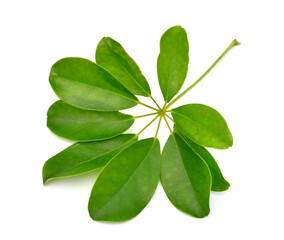 Schefflera arboricola or dwarf umbrella tree. Isolated on white background