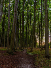 The forest in the national park Jasmund, Mecklenburg-Western Pomerania, Germany