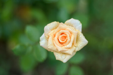 cream rose
